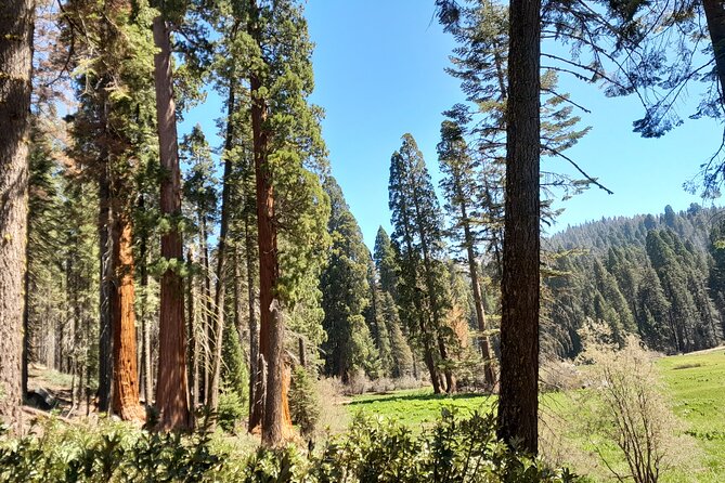 5 Star Rated Winter Private Tour in Sequoia - Tour Operator and Ratings