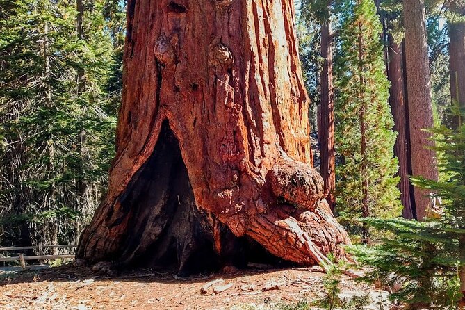 5 Star Rated Winter Private Tour in Sequoia - Booking Information and Flexibility