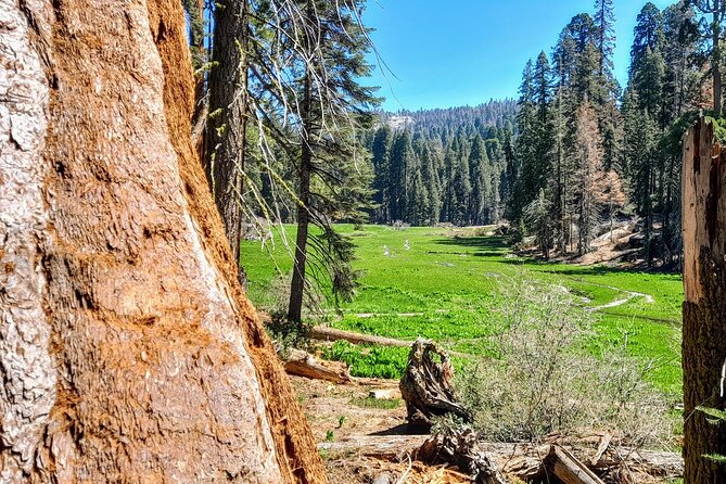 5 Star Rated Winter Private Tour in Sequoia - Tour Guide and Expertise