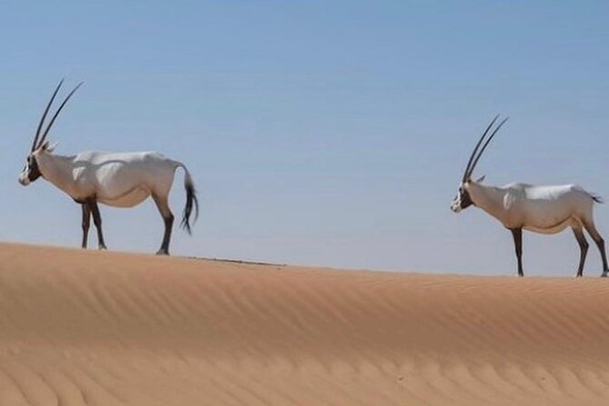 57 Bedouin Culture Safari With Breakfast - Booking and Cancellation Policies