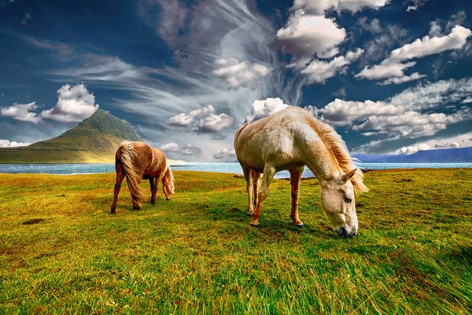 5DAY Pirvate Tour of ICELAND From Reykjavik - Tour Reviews