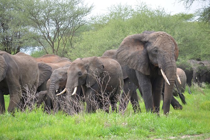5days Tanzania Safari Lodge and Camping Serengeti, Tarangire & Ngorongoro Crater - Safari Vehicle Details