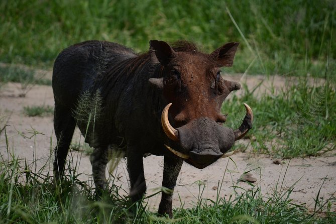 5days Tanzania Safari Lodge and Camping Serengeti, Tarangire & Ngorongoro Crater - Professional Safari Guides