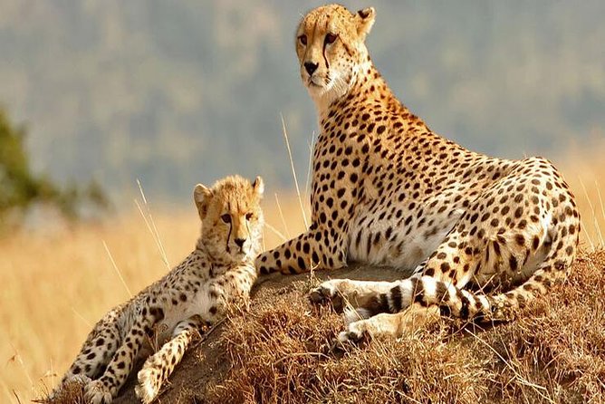 5days Tanzania Safari Lodge and Camping Serengeti, Tarangire & Ngorongoro Crater - Park Fees and Inclusions