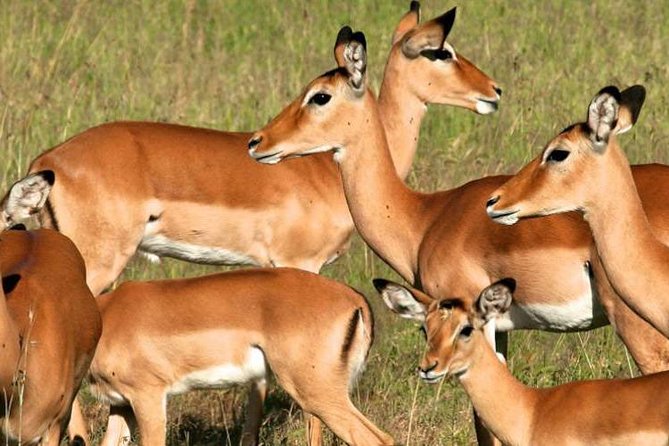 5days Tanzania Safari Lodge and Camping Serengeti, Tarangire & Ngorongoro Crater - Customer Reviews and Ratings