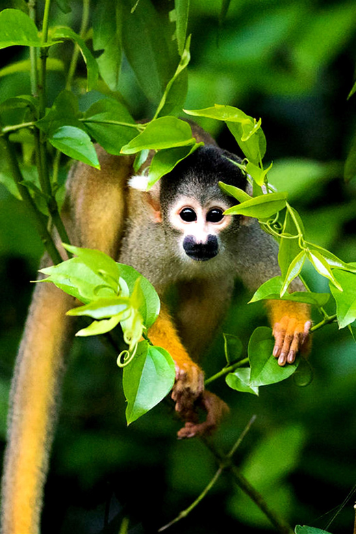 5D||Exploring the Fauna of the Candamo: In Search of Mammals - Key Points