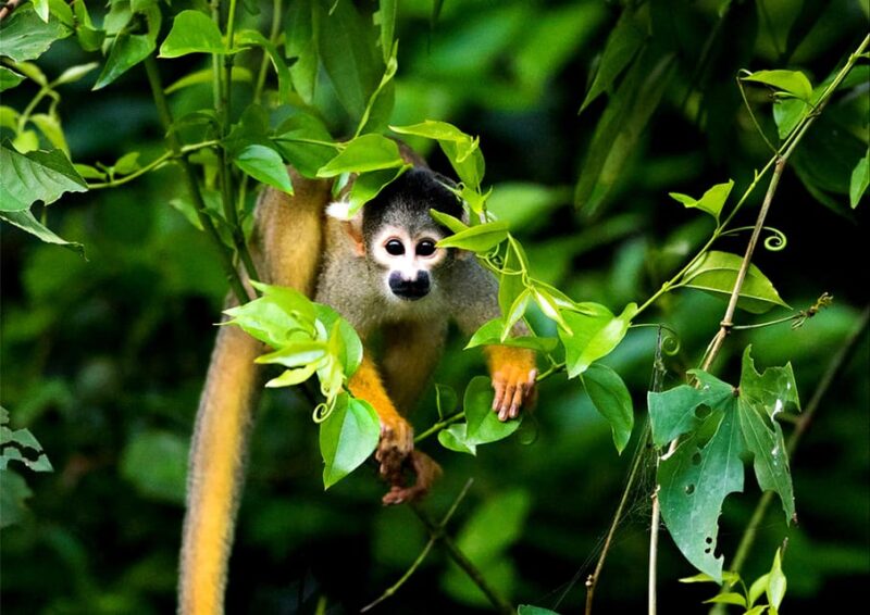 5D||Exploring the Fauna of the Candamo: In Search of Mammals - Itinerary Highlights