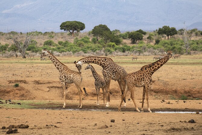 5HRS Nairobi National Park Early Morning Private Tour 4x4 Vehicle - Private 4x4 Vehicle Tour