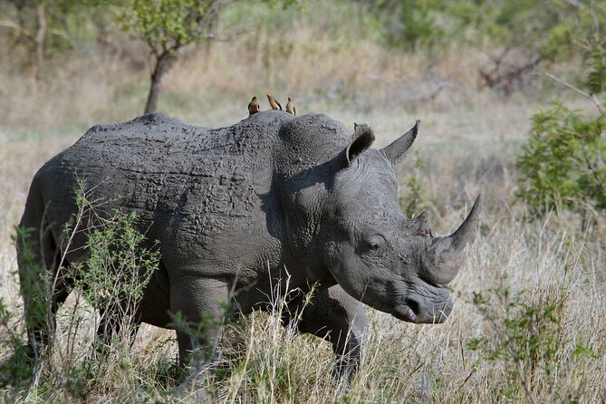 5HRS Nairobi National Park Early Morning Private Tour 4x4 Vehicle - Professional Driver-Guide Expertise