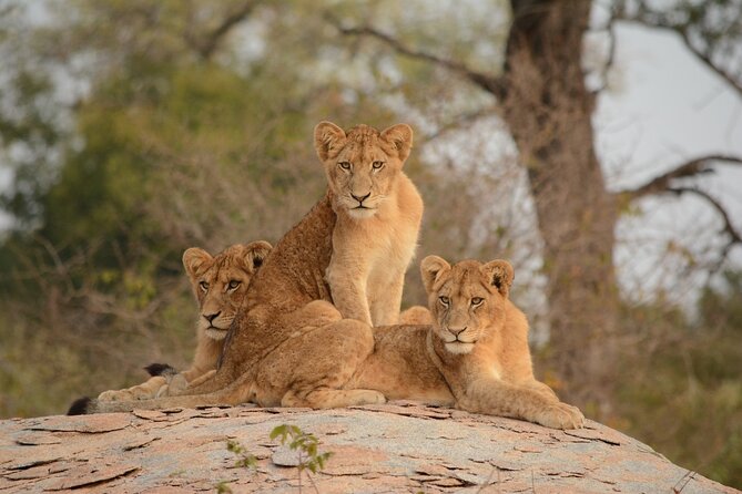 5HRS Nairobi National Park Early Morning Private Tour 4x4 Vehicle - Pickup and Drop-off Included