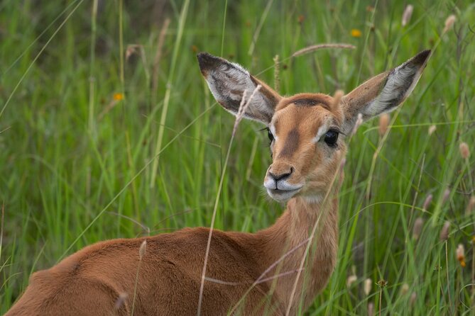5HRS Nairobi National Park Early Morning Private Tour 4x4 Vehicle - Booking and Logistics Details