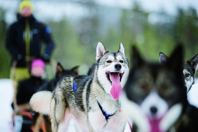5KM Husky Sled Ride From Levi - Key Points