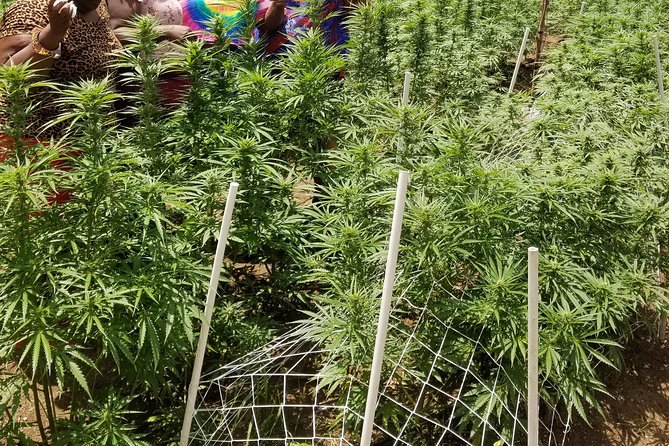 6. Bob Marley 9miles/Dunns River Private Tour(420 Friendly)Final Resting Place - Memorable Experiences and Testimonials