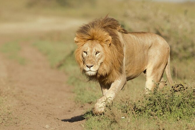 6- Day Adventure Lodge Safari to See Migration - Wildlife Sightings
