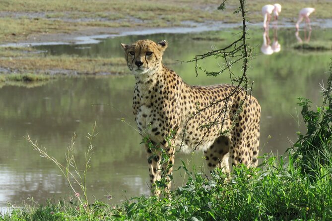 6- Day Adventure Lodge Safari to See Migration - Transportation
