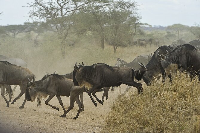 6- Day Adventure Lodge Safari to See Migration - Booking Details