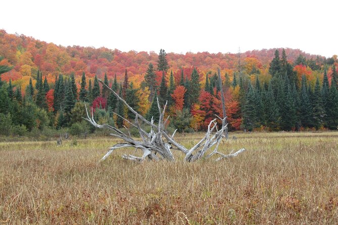 6-Day Algonquin Explorer Canoe Trip - Meeting and Pickup