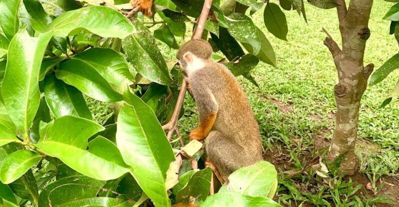 6-Day All Inclusive Pacaya Samiria Reserve From Iquitos - Included Services
