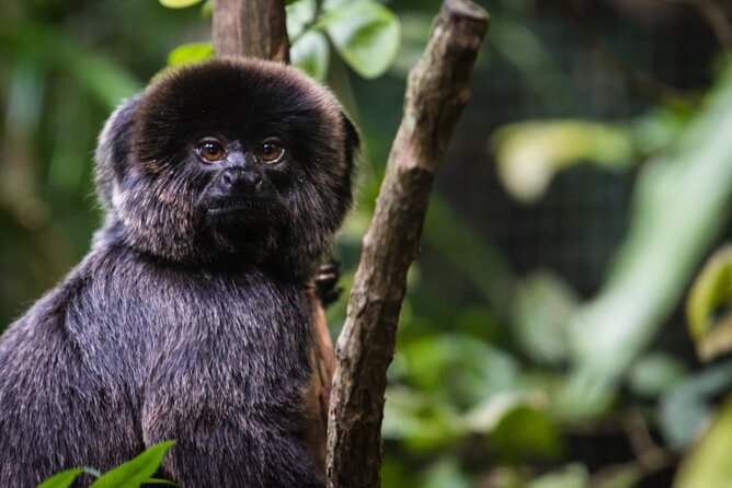 6-Day All Inclusive Private Guided Pacaya Samiria National Reserve From Iquitos - Transportation and Accommodations