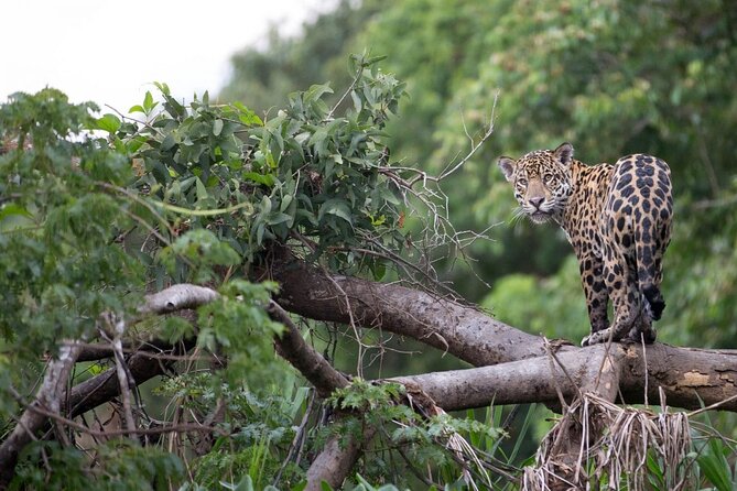 6-Day All Inclusive Private Guided Pacaya Samiria National Reserve From Iquitos - Recap