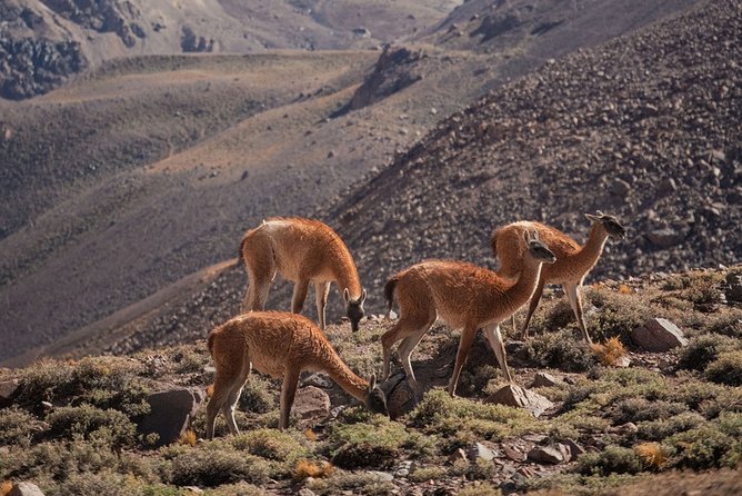 6-Day Andes Crossing From Mendoza to Chile by Horse - Crossing the Argentinian Andes