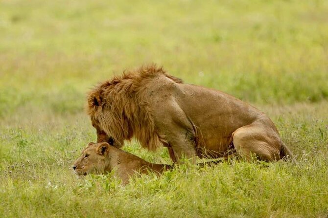 6-Day Big Five Magic Safari Tour - Pickup and Meeting Details