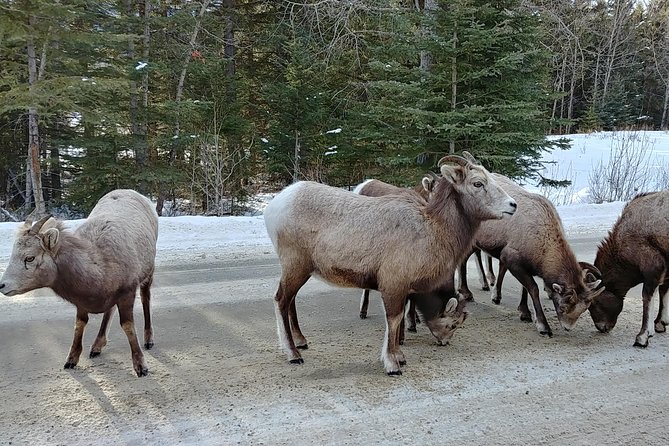 6 Day Canadian Rocky Mountains Explorer Private Tour - Pickup and Start Time