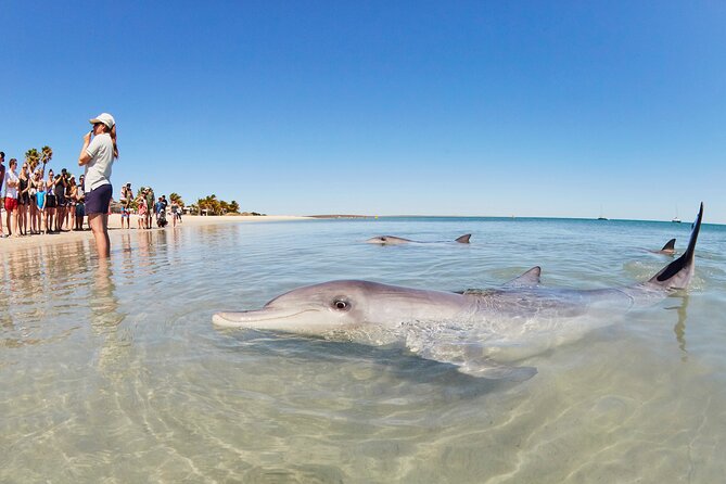 6-Day Coral Coaster From Perth to Exmouth One-Way via Monkey Mia Ningaloo Reef - Customer Reviews
