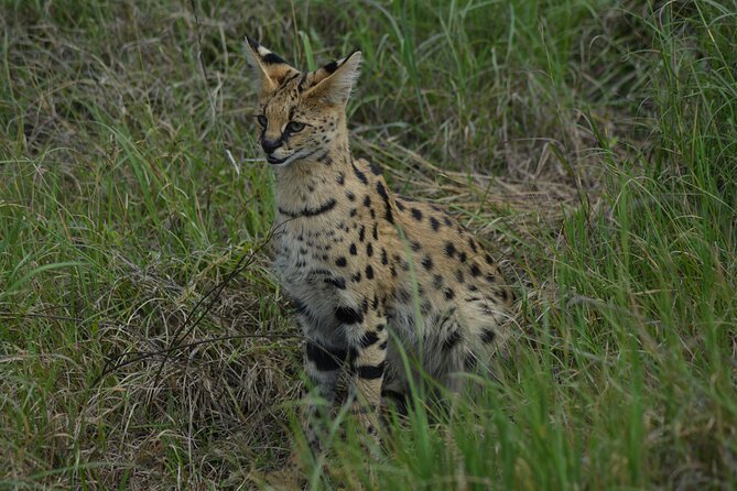 6-Day Essence of Serengeti & Ngorongoro Migration Safari - Itinerary Day 4
