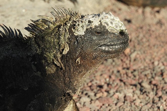 6-Day Galapagos Island Hopping: Kayaking, Mountain Biking and Volcano Hike - Cultural Immersion in Floreana