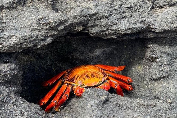 6-Day Galapagos Superior Adventure (Tourist Superior Class) - Tour Overview