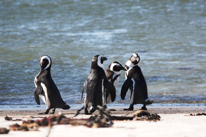 6-Day Garden Route & Addo South African Adventure From Cape Town - Wilderness National Park Activities