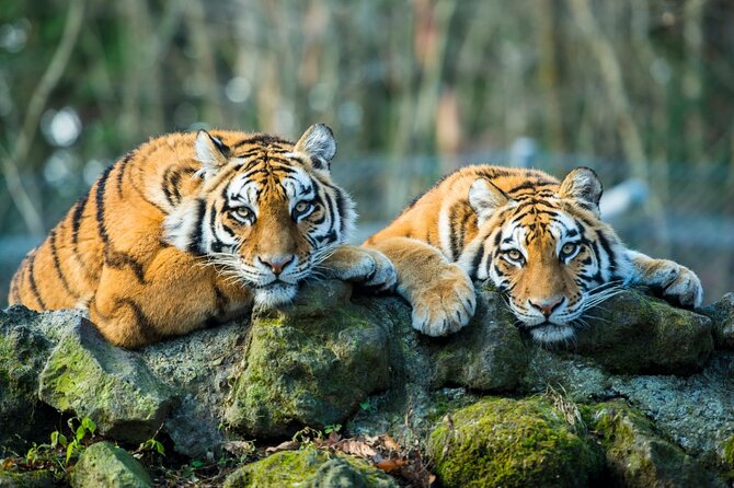 6 Day Golden Triangle Tour With Ranthambore{Delhi Agra Jaipur Ranthambore Tour} - Transportation and Accommodations