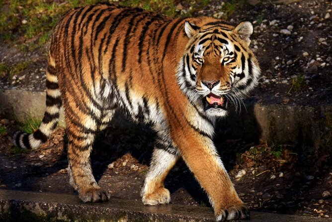 6 Day Golden Triangle With Ranthambore - Taj Mahal Sunset/Sunrise - Highlights and Experiences