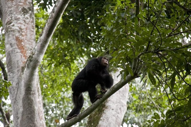 6 Day Gorilla Tracking and Wildlife Safari - Accessibility and Participation