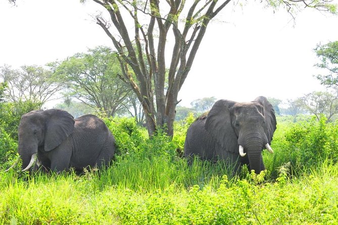 6 Day Gorilla Tracking and Wildlife Safari - Wildlife Viewing Highlights