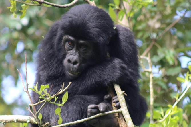 6 Day Gorillas, Golden Monkeys and Chimp Trek at Kibale - Key Points