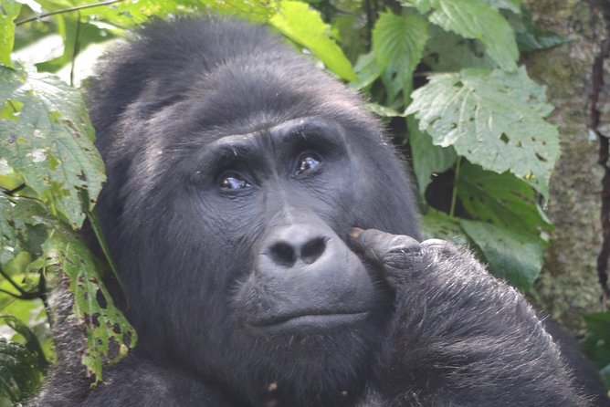 6 Day Gorillas, Golden Monkeys and Chimp Trek at Kibale - Pickup Information