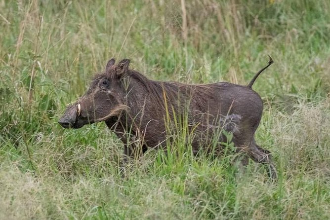 6 Day Gorillas, Golden Monkeys and Chimp Trek at Kibale - Health and Accessibility