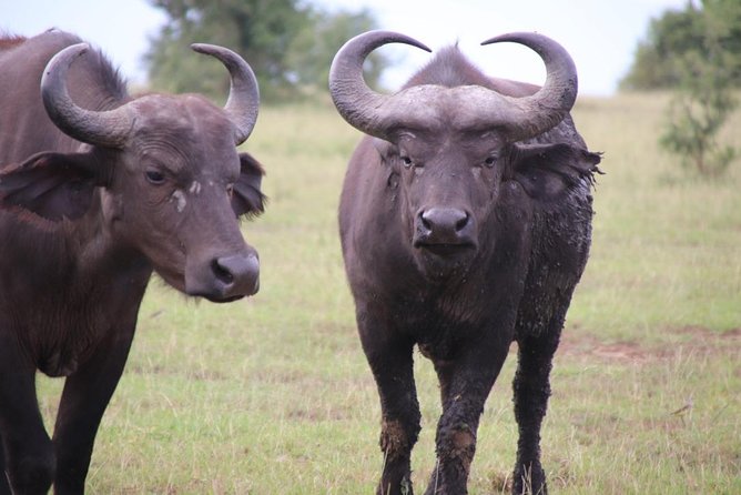 6 Day Gorillas, Golden Monkeys and Chimp Trek at Kibale - Gorilla Trekking