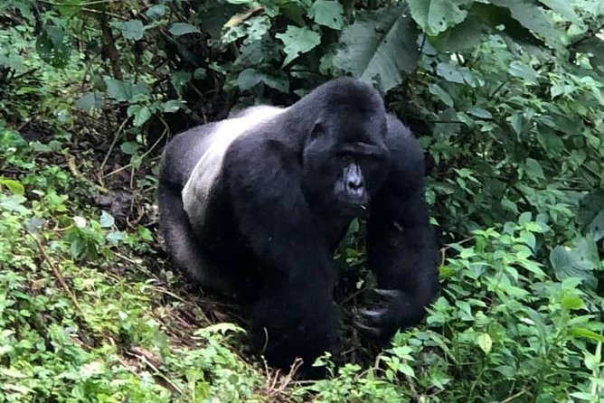 6 Day Gorillas, Golden Monkeys and Chimp Trek at Kibale - Golden Monkey Encounter