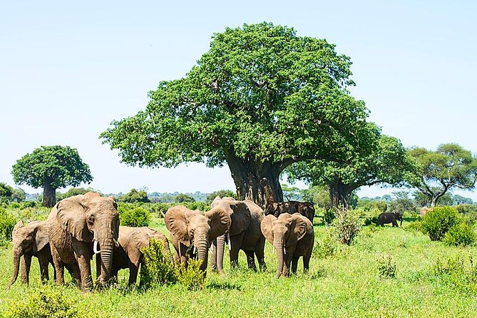 6 Day Group Camping Safari Tarangire Serengeti Ngorongoro Manyara - Highlights of the Itinerary