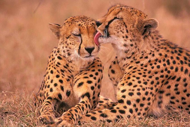 6-Day Honeymoon Safari Tour Package in Tanzania - Itinerary Details
