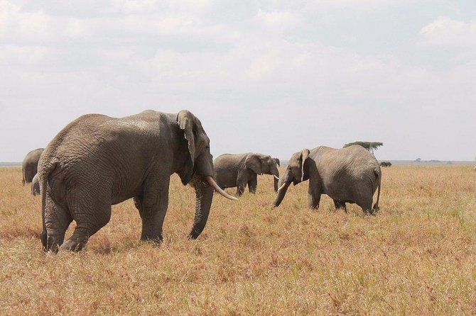 6-Day Kenya and Tanzania Safari - Itinerary and Meals