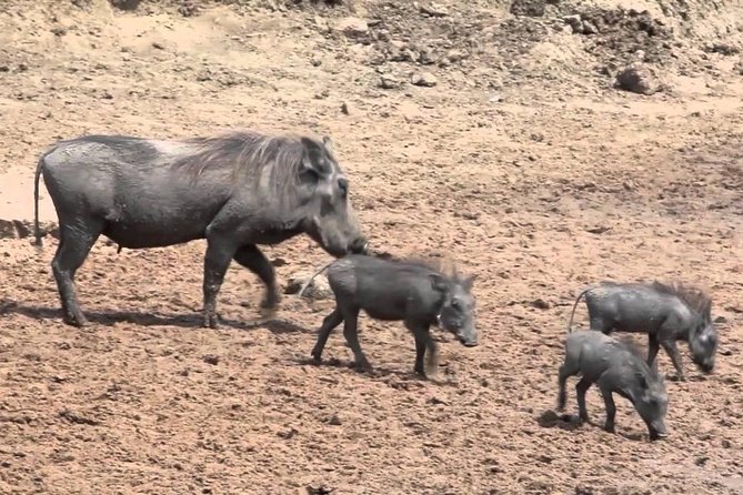 6-Day Kenya and Tanzania Safari - Reviews and Feedback