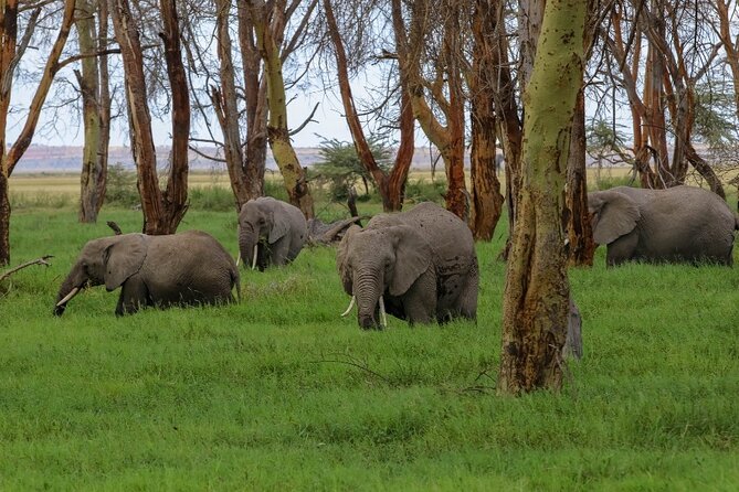 6-Day Kenya Safari to Masai Mara, Lake Nakuru and Amboseli - Optional Activities