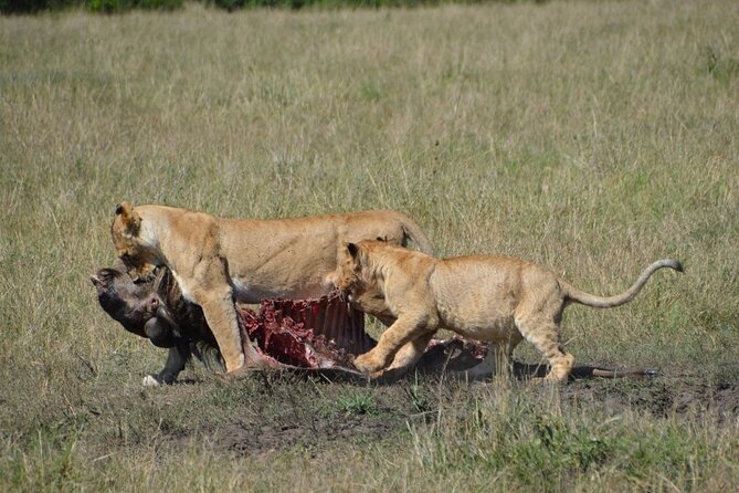 6-Day Kenya Safari to Masai Mara, Lake Nakuru and Amboseli - Meeting and Pickup