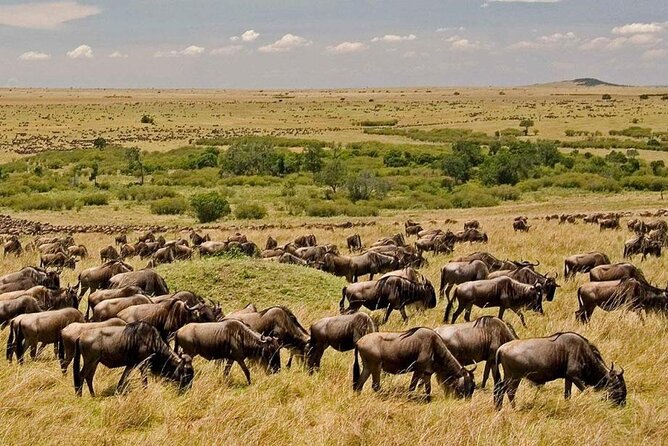 6-Day Kenya Safari to Masai Mara, Lake Nakuru and Amboseli - Reviews and Confirmation