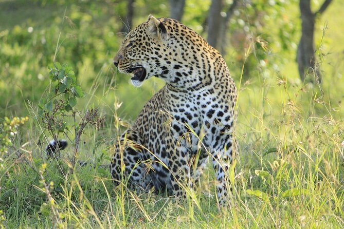6-Day Kenya Safari to Masai Mara, Lake Nakuru and Amboseli - Tour Details