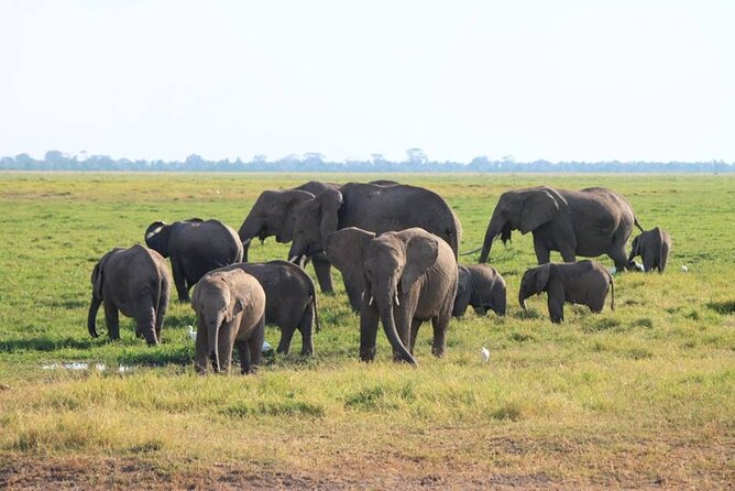 6-Day Maasai Mara, Lake Nakuru and Amboseli Safari - Included Amenities